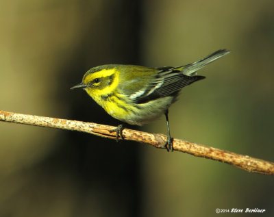 Townsends Warbler