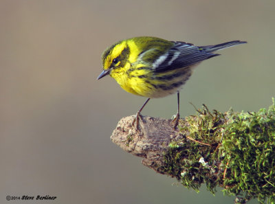 Townsend's Warbler