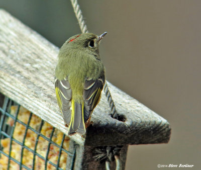 Ruby-crownwd Kinglet