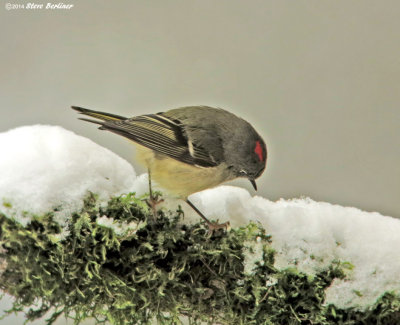 Ruby-crwnd Kinglet