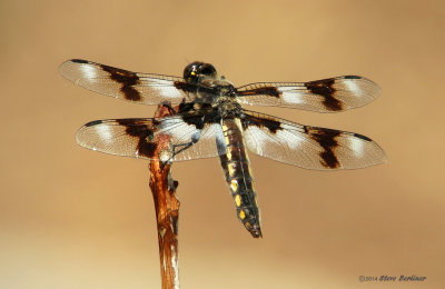 Eight-spotted skimmer m.