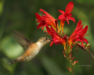 Rufous Hummingbird female