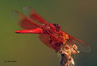 Flame skimmer 8-9-14; male