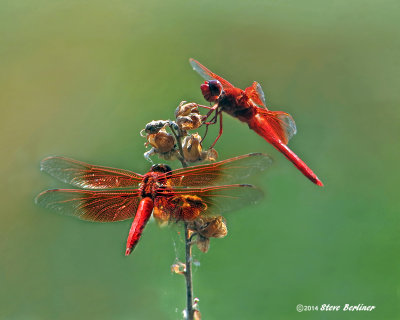 Dragonfly gallery