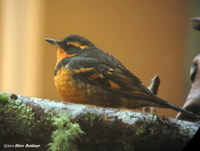 Varied Thrush