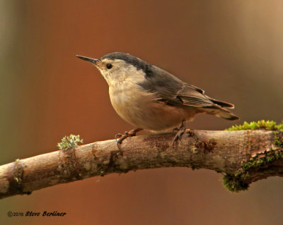 White-breasted Nuthatch