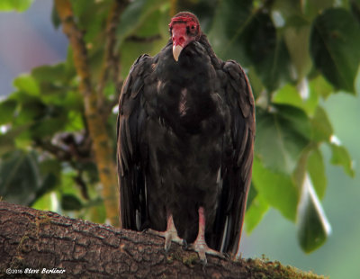 Turkey Vulture