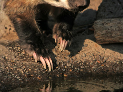 Badger paws