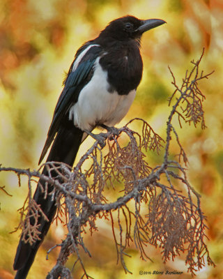 Black-billed Magpie