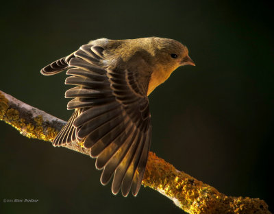 American Goldfinch