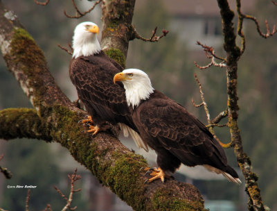Banded Eagle pair