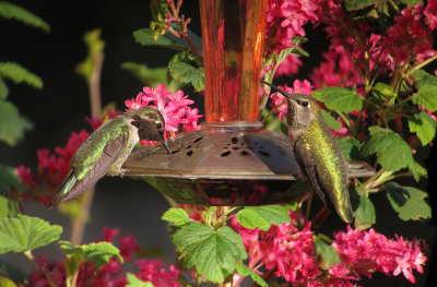 Annas Hummingbirds art photo