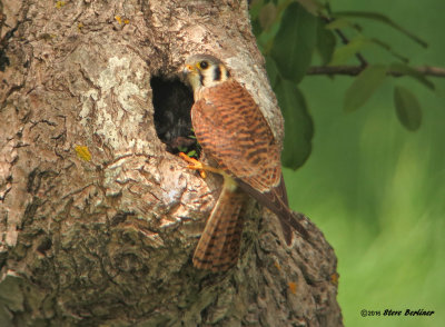 American Kestrel