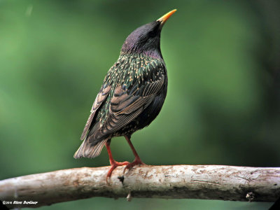 European Starling