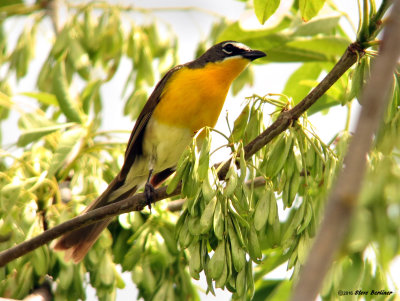 Yellow-breasted Chat