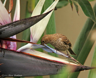 House Finch sipping on Giant Bird of Paradise flwr.