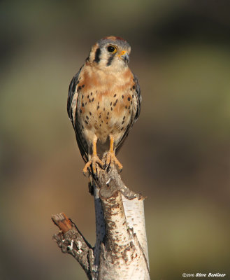 Amer. Kestrel