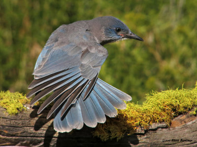 Pinyon Jay