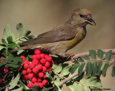 Red Crossbill