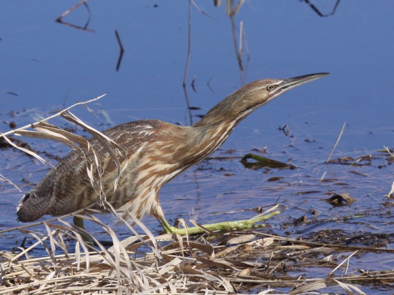 American Bittern