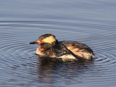 Horned Grebe