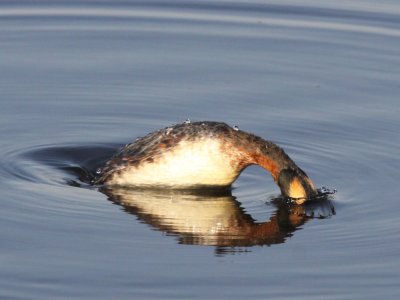 Horned Grebe