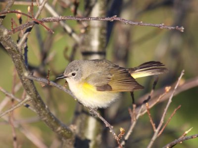 American Redstart (Female)