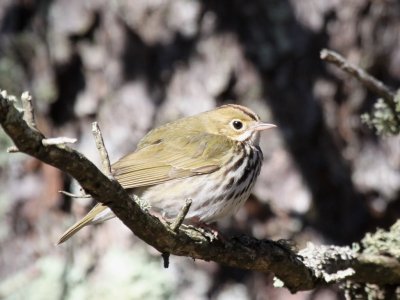 Ovenbird