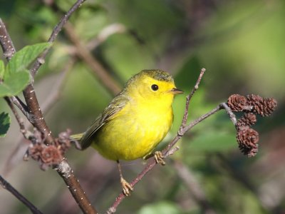 Wilson's Warbler - Female