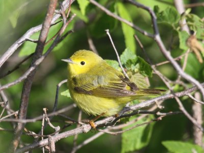 Yellow Warbler - Female