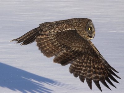 Great Gray Owl