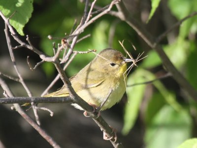 Common Yellowthroat - Female