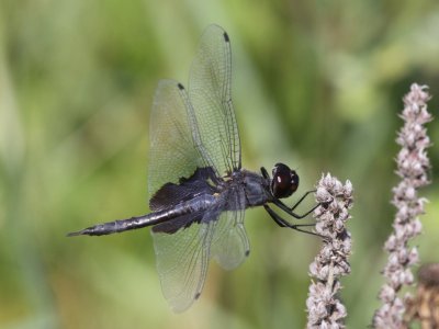 Black Saddlebags