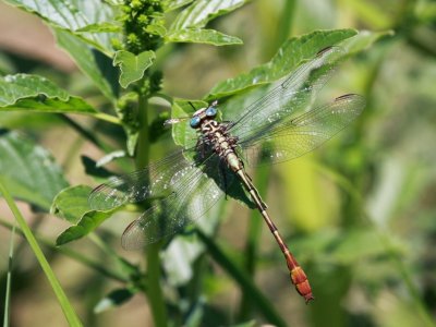 Russet-tipped Clubtail
