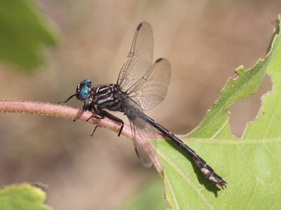 Elusive Clubtail (Adult Male)