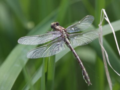 Midland Clubtail