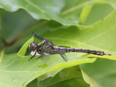 St. Croix Snaketail