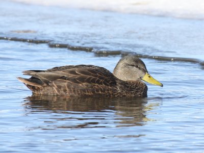 American Black Duck