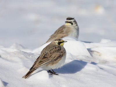 Horned Lark