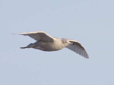 Gulls, Jaegers & Alcids
