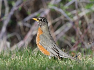 American Robin