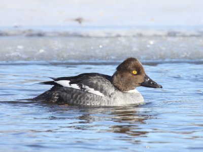 Common Goldeneye