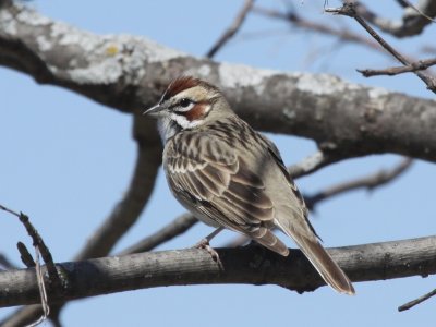 Lark Sparrow