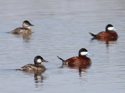 Ruddy Duck