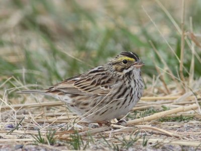 Savannah Sparrow