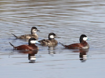 Ruddy Duck