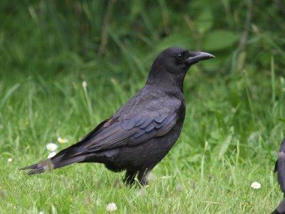 American Crow