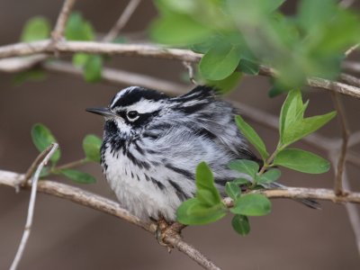 Black and White Warbler