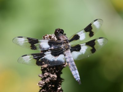 Eight-spotted Skimmer