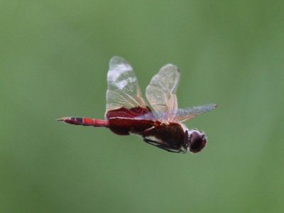 Carolina Saddlebags